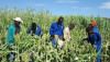 Kỹ thuật hạt nhân giúp cải thiện năng suất và thu nhập cho nông dân ở Namibia