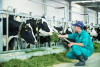 Tây Ninh triển khai thực hiện Đề án “Phát triển công nghiệp sản xuất giống vật nuôi” đến năm 2030