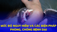 Mức độ nguy hiểm và các biện pháp phòng, chống bệnh Dại