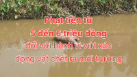 Hành vi vứt xác động vật chết xuống kênh, mương có thể bị xử phạt từ 5.000.000 đồng đến 6.000.000 đồng