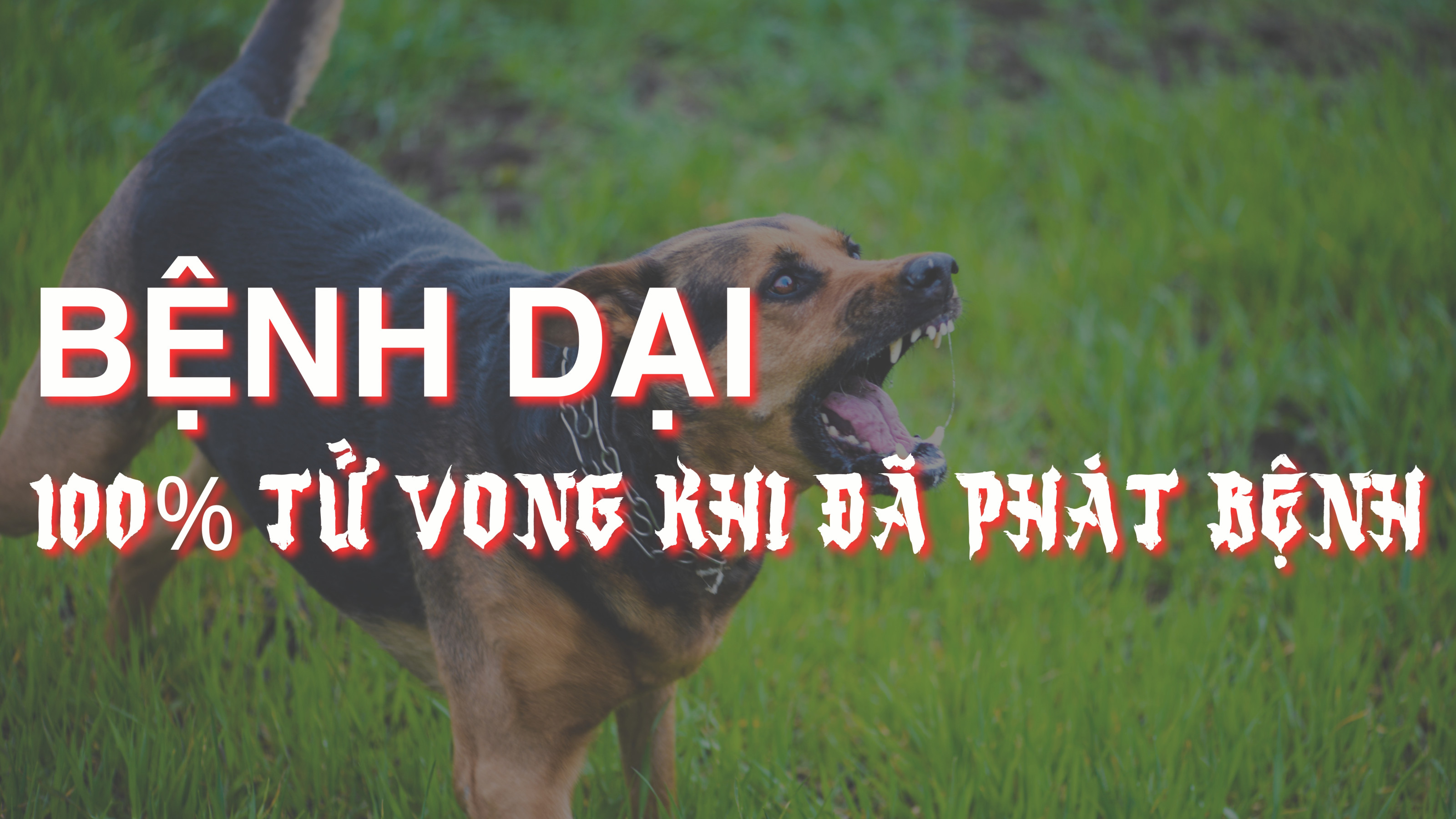 Bệnh Dại: 100% TỬ VONG khi đã phát bệnh